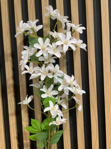 زهرة الياسمين